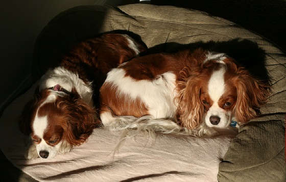 Cavalier King Charles Spaniel Cavalier King Charles Spaniel