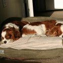 Cavalier King Charles Spaniels Sleeping in the Sun