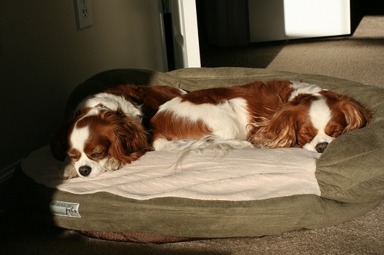 The Two Little Cavaliers Checking out the Bed