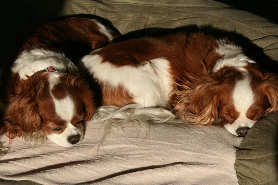 Cavalier King Charles Spaniels Sleeping Cavalier King Charles Spaniels Sleeping