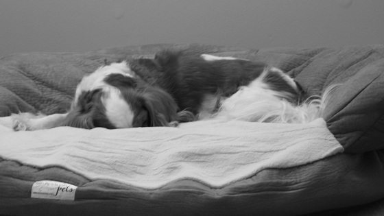Cavalier King Charles Spaniel Sleeping Cavalier King Charles Spaniel Sleeping