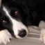 JESSIE