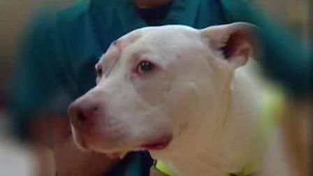 Kilo the Pit Bull Kilo the Pit Bull