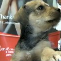 Puppy Rescued from Cactus