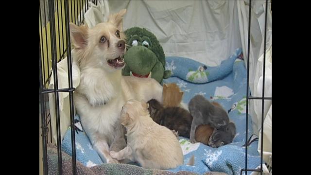 Sante and her puppy and kittens Sante and her puppy and kittens