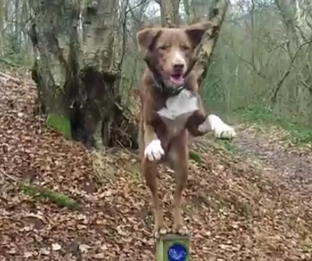 amazing acrobatic dog