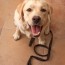 Dog with Leash