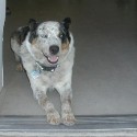 BlueDog