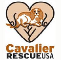 Cavalier Rescue USA