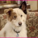 Disney Channel's Dog With A Blog