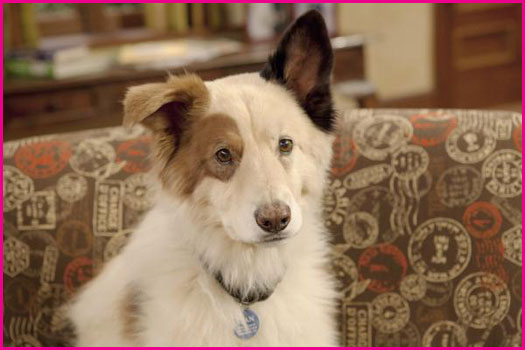 Disney Channel's Dog With A Blog Disney Channel's Dog With A Blog