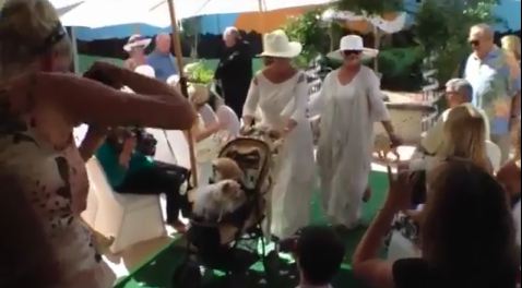 Dog wedding