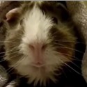 Guine Pig from Pets Add Life