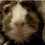 Guine Pig from Pets Add Life