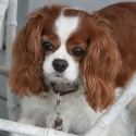 Cavalier King Charles Spaniel with a Blanket ID Tag