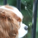 dog looking at a spider
