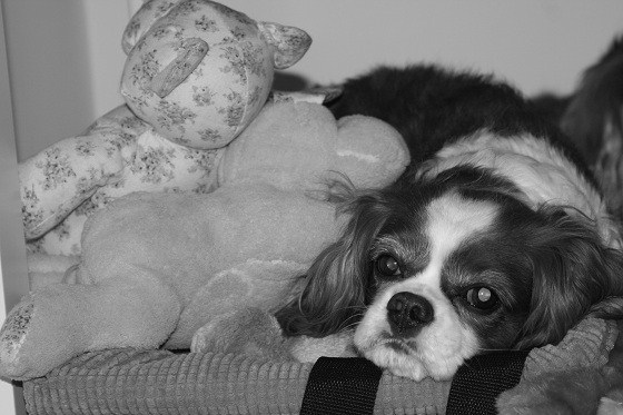 Cavalier King Charles Spaniel Cavalier King Charles Spaniel