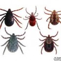Ticks