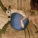 Whippet