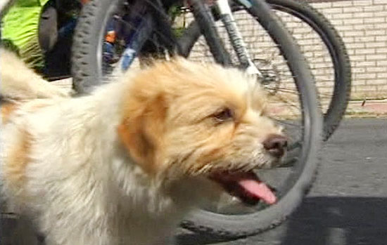 Xiaosa the Dog runs across China with bicyclists Xiaosa the Dog runs across China with bicyclists