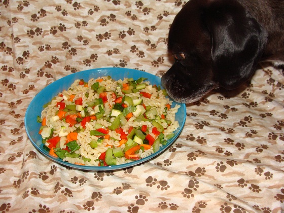 dog eating pasta dog eating pasta