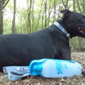 Dog in the woods