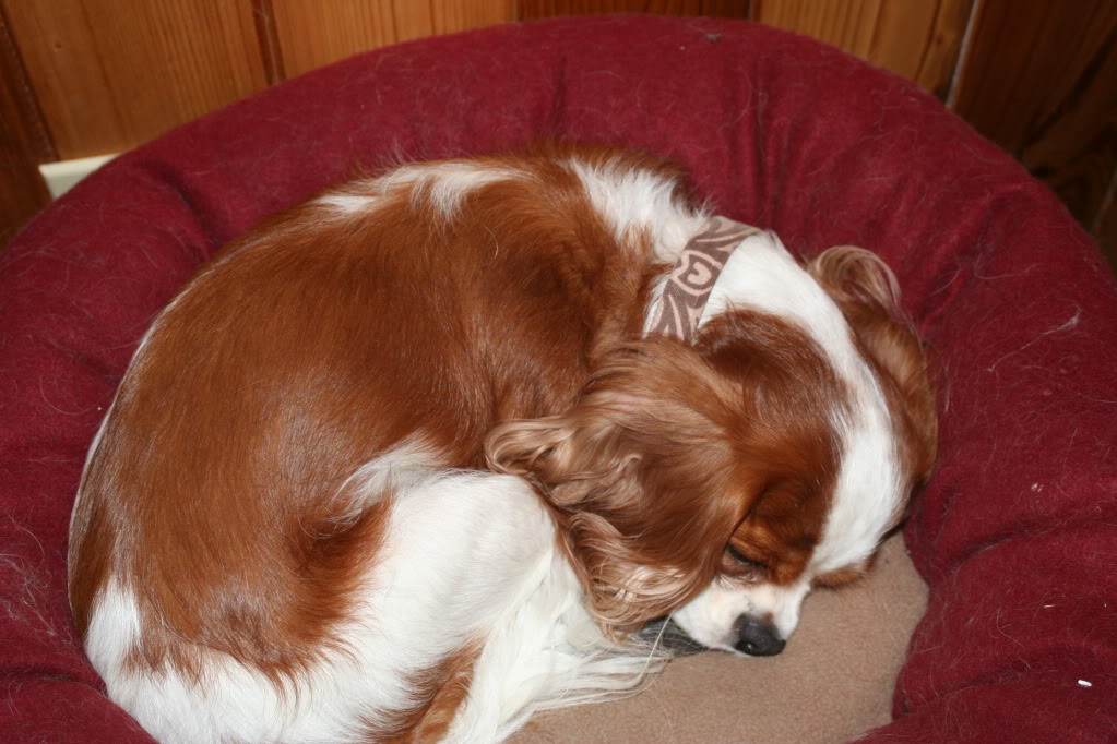 Cavalier King Charles Spaniel Sleeping Cavalier King Charles Spaniel Sleeping