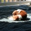Cavalier Sleeping in the sun