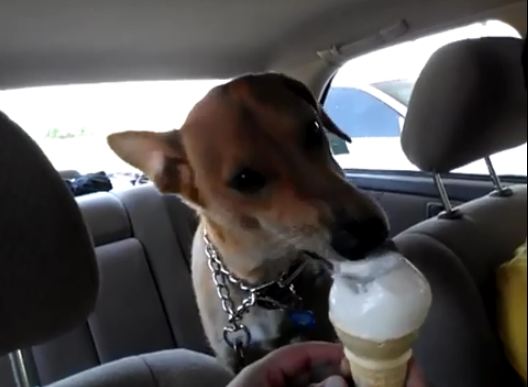 Indian Street Dog to Ice cream eating pet Indian Street Dog to Ice cream eating pet
