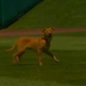 Isotopes new Mascot Blind Dog