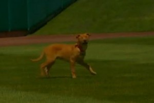 Isotopes new Mascot Blind Dog Isotopes new Mascot Blind Dog