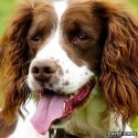 Jojo the Search and Recover dog