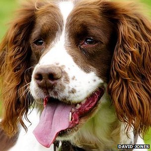 Jojo the Search and Recover dog
