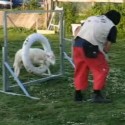 Sheep does Agility