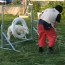 Sheep does Agility