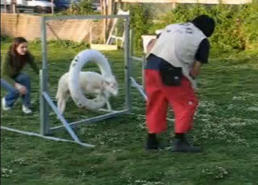 Sheep does Agility