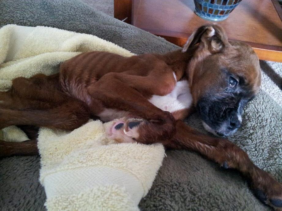 Starving Puppy