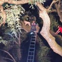 Wheaten Terrier Stuck in Tree