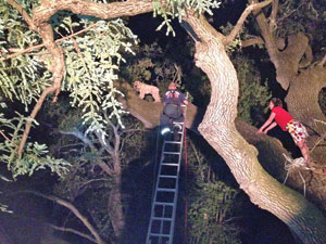 Wheaten Terrier Stuck in Tree