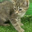 cat available for adoption at Cleveland APL