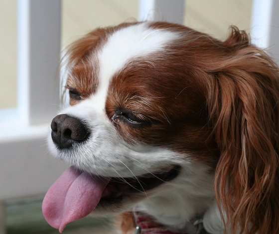 Cavalier King Charles Spaniel