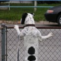 dog at fence
