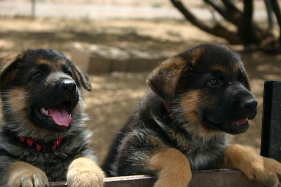 puppies saying hello puppies saying hello