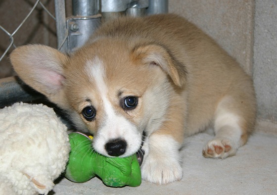 Puppy playing with toy Puppy playing with toy