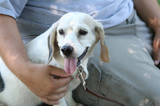 Adopted Dog