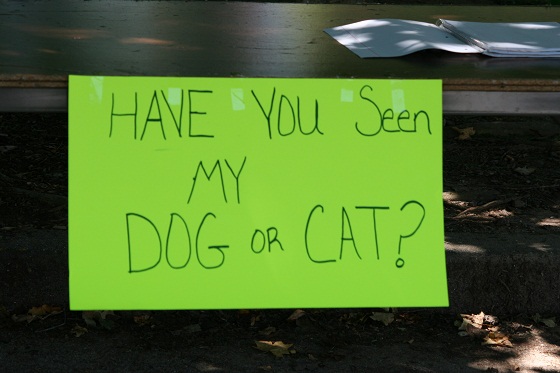 Dogs and Cats Left at Boggs Mountain