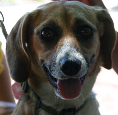 Molly from Boggs Mountain