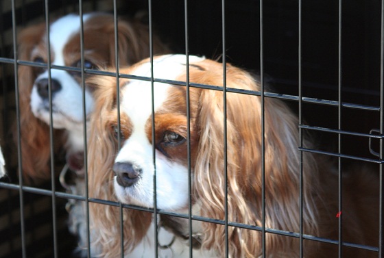 Cavalier King Charles Spaniels
