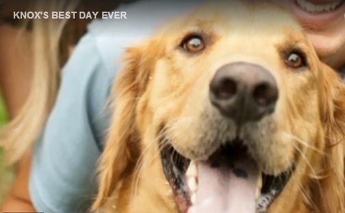 Knox's Best Day Ever Knox's Best Day Ever