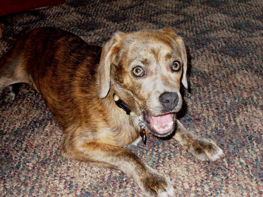 Penny's Boggs Mountain Shelter Happy Ending Penny's Boggs Mountain Shelter Happy Ending